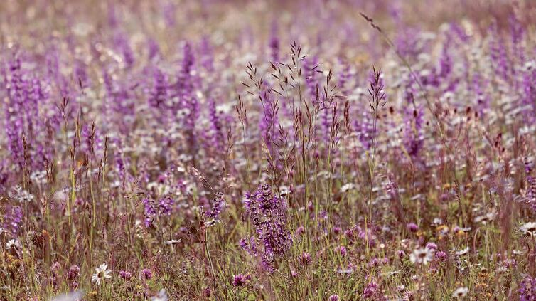 Sage od parazita